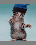 pic for DANCING CAT